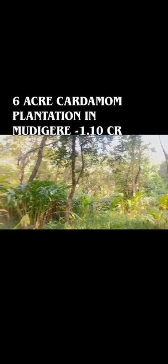 *property id 5182*  🌿 *6 Acre Boundary Land with Cardamom Plantation* – Mudigere